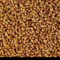 تخم یونجه