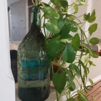 گلدان وگیاه پتوس  دوتا