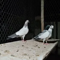 کبوتر جوجه تیدی پاکستانی|پرنده|شاهین‌شهر, طالقانی|دیوار