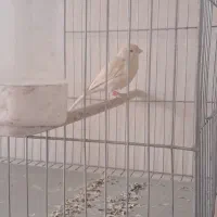 قناری ماده بورونو اماده اماده|پرنده|شیراز, تندگویان|دیوار
