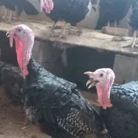 بوقلمون نژادبرنز نروماده|حیوانات مزرعه|مشهد, اروند|دیوار