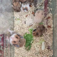 همستر|موش و خرگوش|زرند, |دیوار