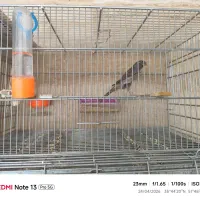 پرنده قناری نر رسمی بلند و قفس