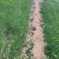 نهال مینروا