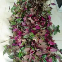 فروش یکجا تعدادی گل