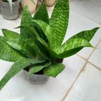 گلدان سانسوریا