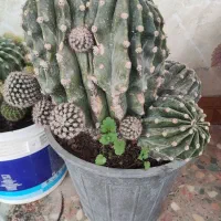 گل طبیعی خونگی|گل و گیاه طبیعی|یاسوج, |دیوار