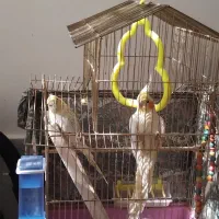 جفت عروس معاوضه با مینا دستی