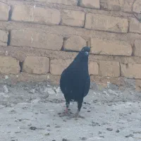 کبوتر . دمسفید. بهبونی. پلاکی. جوجه|پرنده|مرودشت, فرهنگ|دیوار