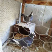 کفتر طوقی نقش