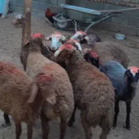 گوسفند کاور نر|حیوانات مزرعه|سنقر, |دیوار