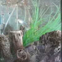 اکواریوم با تمام لوازم و ماهی|ماهی|آبیک, |دیوار