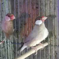 انواع فنچ|پرنده|برازجان, |دیوار