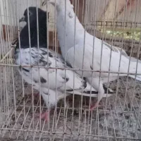 کفتر|پرنده|مشهد, چهاربرج|دیوار