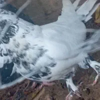 کبوتر گمشده