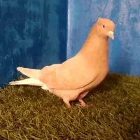 ماده پرتقالی دم سفید عتیقه