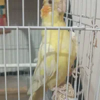 عروس هلندی ماده|پرنده|مشهد, ابوذر|دیوار