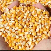 فروش خوراک دام جو نان خشک