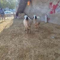 دورس قوچ سنجابی اصیل|حیوانات مزرعه|بروجرد, |دیوار