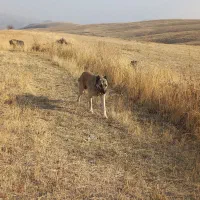 سگ سرابی|سگ|سلماس, |دیوار