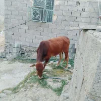 گاونر
