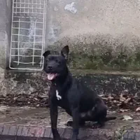 توله سگ ماده پیتبول اصیل ۶ ماه .