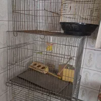 پرنده