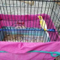 قناری و سهره پرتغالی نر آوازخوان به فروش می‌رسد