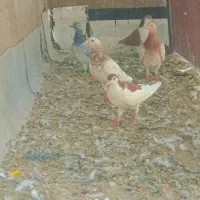 کفتر