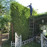 خدمات باغبانی وعلف تراشی زمین|خدمات باغبانی و درختکاری|رشت, گیل|دیوار
