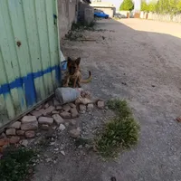 سگ ژرمن شپرد اصل|سگ|اردبیل, |دیوار