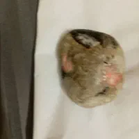 گوهرشب تاب طبیعی