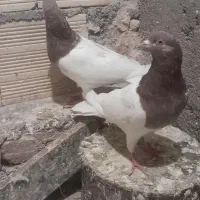 کبوتر قرمزی باش