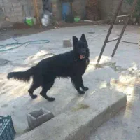 ژرمن شولاین|سگ|بم, |دیوار