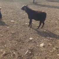 ساورین خارجی