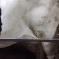 گاو شیری|حیوانات مزرعه|مشهد, شمس آباد|دیوار