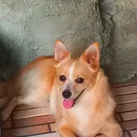 توله سگ پامر اشپیتز|سگ|گرگان, |دیوار