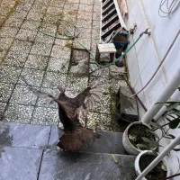 بوقلمون ماده|پرنده|رشت, آزادگان|دیوار