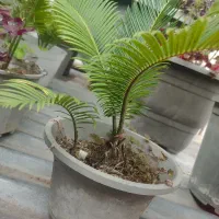 سیکاس