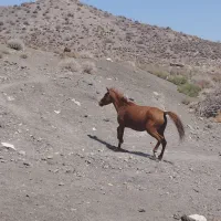 اسب درشول