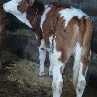 گاو تلیسه گوساله سیمینتال اصیل نژاد دار