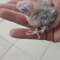 جوجه عروس هلندی