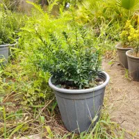 شمشاد نعنایی