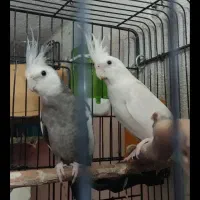 عروس هلندی مولد با جوجه