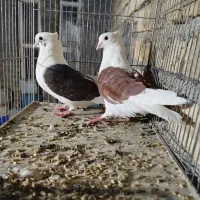 جفتی بهبهانی