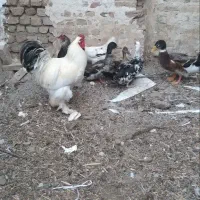 اردک خروس