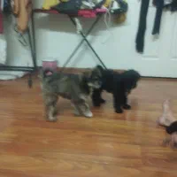 واگذاری 3 عددتوله سگ 3 ماهه واکسن خورده +شناسنامه