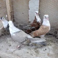 4تا کله سفید 1200