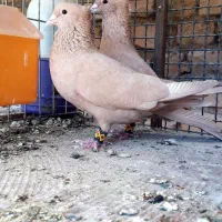 سلام ماده پرشی|پرنده|سربیشه, |دیوار