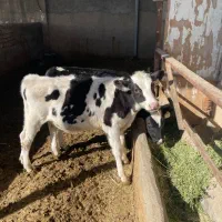 گوساله نر|حیوانات مزرعه|قیامدشت - خاورشهر, |دیوار